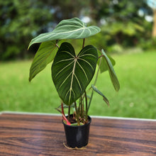Load image into Gallery viewer, #R95 Philodendron Gloriosum