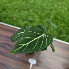 Load image into Gallery viewer, #R95 Philodendron Gloriosum