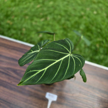 Load image into Gallery viewer, #R95 Philodendron Gloriosum