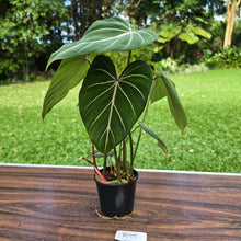 Load image into Gallery viewer, #R95 Philodendron Gloriosum