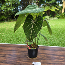 Load image into Gallery viewer, #R95 Philodendron Gloriosum
