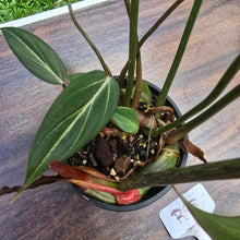 Load image into Gallery viewer, #R95 Philodendron Gloriosum
