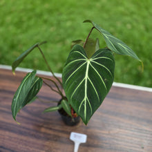Load image into Gallery viewer, #R95 Philodendron Gloriosum
