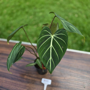 #R95 Philodendron Gloriosum