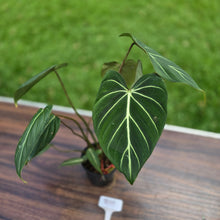 Load image into Gallery viewer, #R95 Philodendron Gloriosum