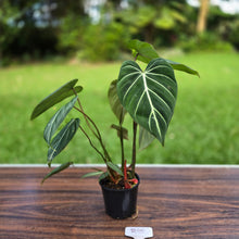 Load image into Gallery viewer, #R95 Philodendron Gloriosum