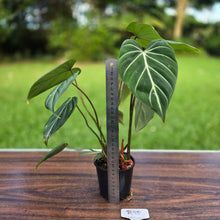 Load image into Gallery viewer, #R95 Philodendron Gloriosum