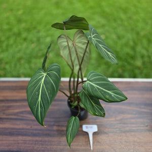 #R95 Philodendron Gloriosum