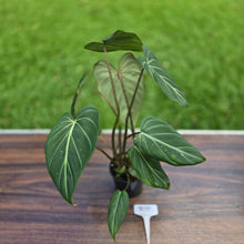 Load image into Gallery viewer, #R95 Philodendron Gloriosum