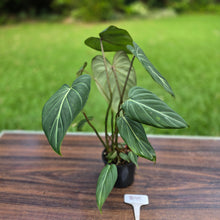 Load image into Gallery viewer, #R95 Philodendron Gloriosum