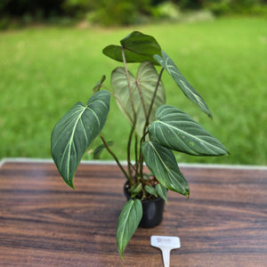 #R95 Philodendron Gloriosum