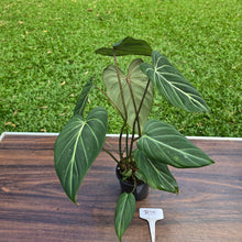 Load image into Gallery viewer, #R95 Philodendron Gloriosum