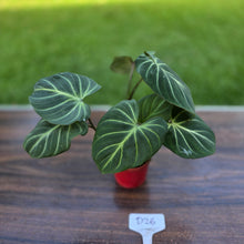 Load image into Gallery viewer, #D26 Philodendron Gloriosum