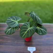 Load image into Gallery viewer, #D26 Philodendron Gloriosum