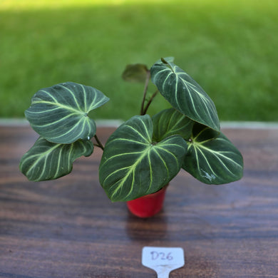 #D26 Philodendron Gloriosum