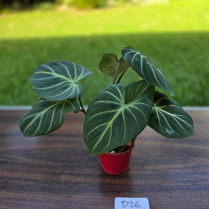 #D26 Philodendron Gloriosum