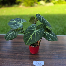 Load image into Gallery viewer, #D26 Philodendron Gloriosum