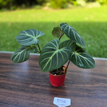 Load image into Gallery viewer, #D26 Philodendron Gloriosum