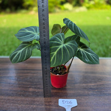 Load image into Gallery viewer, #D26 Philodendron Gloriosum