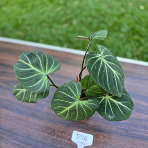 #D26 Philodendron Gloriosum