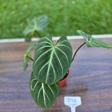 Load image into Gallery viewer, #D26 Philodendron Gloriosum