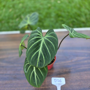 #D26 Philodendron Gloriosum