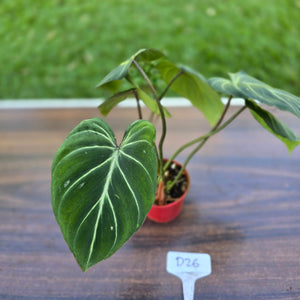 #D26 Philodendron Gloriosum