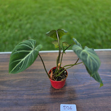Load image into Gallery viewer, #D26 Philodendron Gloriosum
