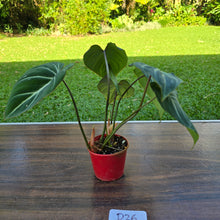 Load image into Gallery viewer, #D26 Philodendron Gloriosum