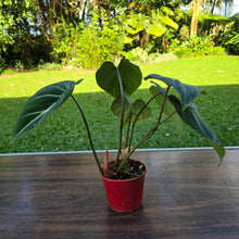 Load image into Gallery viewer, #D26 Philodendron Gloriosum