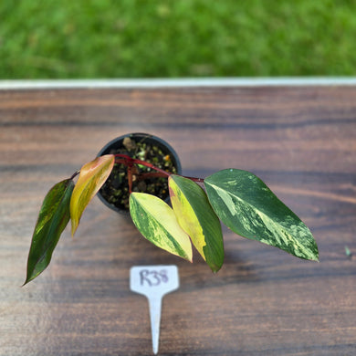 #R38 Philodendron Strawberry Shake