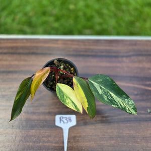 #R38 Philodendron Strawberry Shake