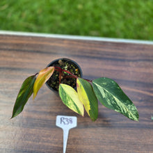 Load image into Gallery viewer, #R38 Philodendron Strawberry Shake