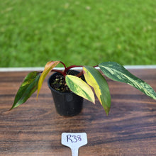 Load image into Gallery viewer, #R38 Philodendron Strawberry Shake
