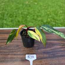 Load image into Gallery viewer, #R38 Philodendron Strawberry Shake