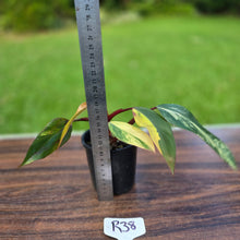 Load image into Gallery viewer, #R38 Philodendron Strawberry Shake