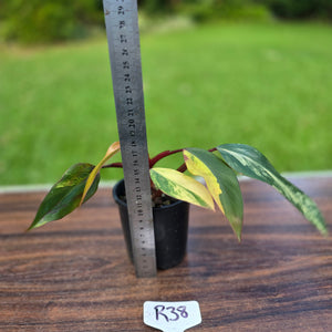 #R38 Philodendron Strawberry Shake