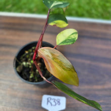 Load image into Gallery viewer, #R38 Philodendron Strawberry Shake