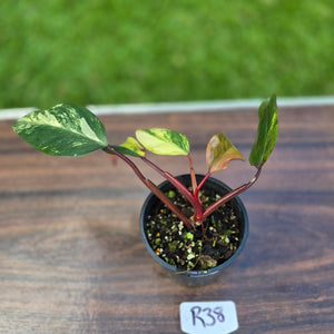 #R38 Philodendron Strawberry Shake