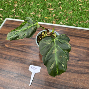 #B95 Two x Headed Philodendron Corsinianum / Bronze Shield