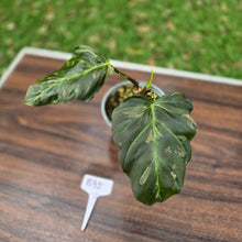 Load image into Gallery viewer, #B95 Two x Headed Philodendron Corsinianum / Bronze Shield