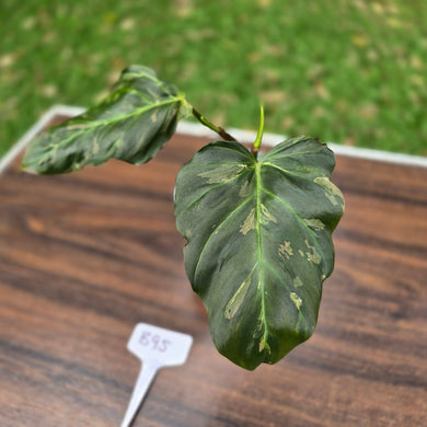 #B95 Two x Headed Philodendron Corsinianum / Bronze Shield