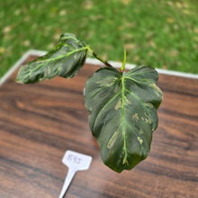 Load image into Gallery viewer, #B95 Two x Headed Philodendron Corsinianum / Bronze Shield