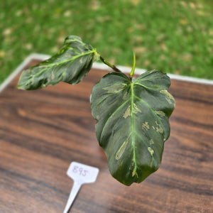 #B95 Two x Headed Philodendron Corsinianum / Bronze Shield