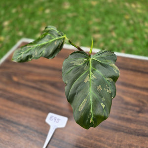 #B95 Two x Headed Philodendron Corsinianum / Bronze Shield