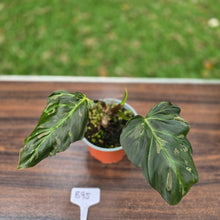 Load image into Gallery viewer, #B95 Two x Headed Philodendron Corsinianum / Bronze Shield