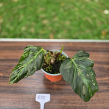 Load image into Gallery viewer, #B95 Two x Headed Philodendron Corsinianum / Bronze Shield