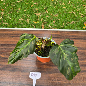 #B95 Two x Headed Philodendron Corsinianum / Bronze Shield