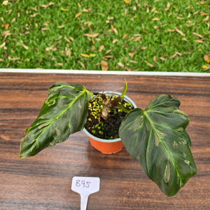 #B95 Two x Headed Philodendron Corsinianum / Bronze Shield