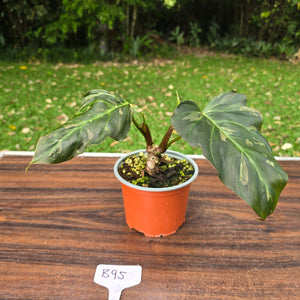 #B95 Two x Headed Philodendron Corsinianum / Bronze Shield
